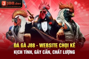 Đá Gà 20 jili - Website Chọi Kê Kịch Tính, Gây Cấn, Chất Lượng